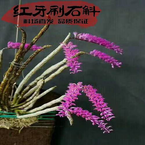奇特植物红牙刷花姿优美生命力强