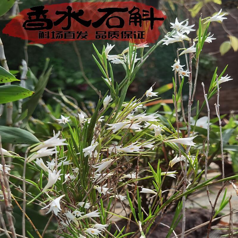 香水石斛苗泰国原生产区稀有石斛兰珍贵品种限量上架冬季开花浓香