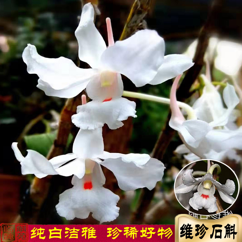 维珍石斛苗 又名处子石斛 越南原生品种  花朵洁白高雅临安斛苑