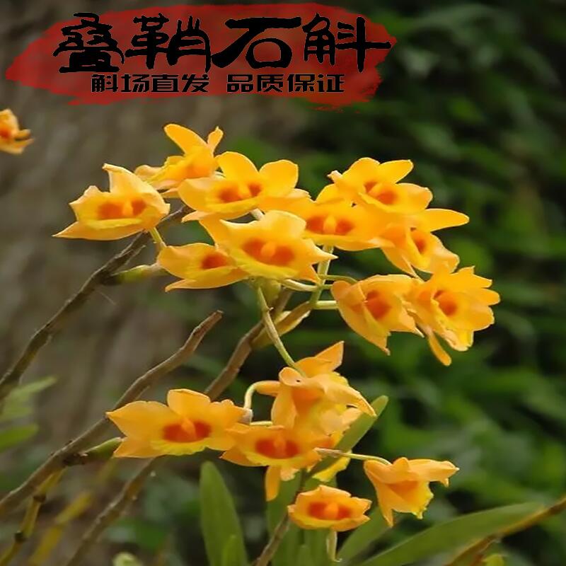 庭院植物叠鞘石斛开花香药用易活
