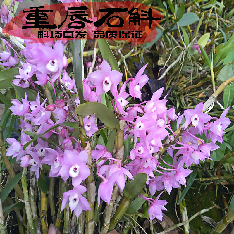 小金鱼花卉重唇石斛夏季开花稀有