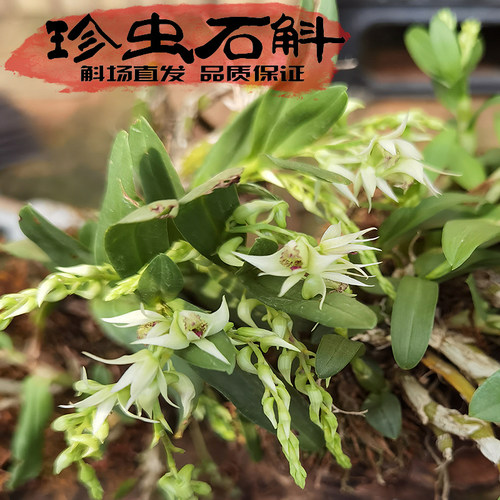 纯种精品珍虫石斛营养好高花青素