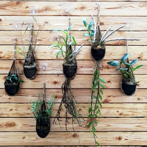 石斛品种荟萃精选种植好发货带盆