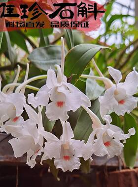 维珍石斛苗国外原生纯正种花优雅香花期长名贵品带香气白色蜡质花