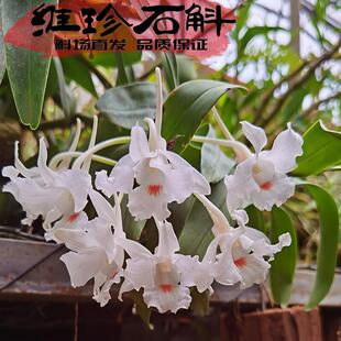 维珍石斛苗国外原生纯正种花优雅香花期长名贵品带香气白色蜡质花