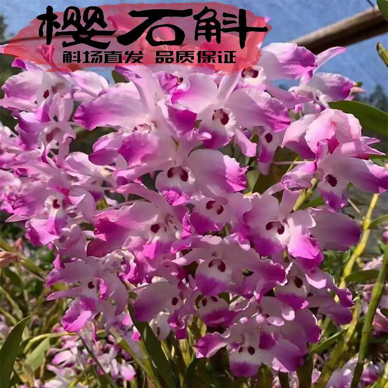 樱石斛苗亭亭玉立开花艳丽品种纯正热带风情可药用典雅气质存活高