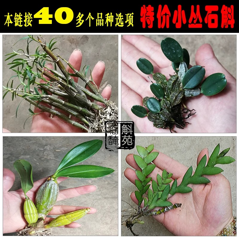 特价小丛石斛苗 任意四份包邮 石斛种苗品种多多选择多多临安斛苑