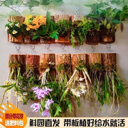 石斛兰板植盆栽食用石斛花卉批发
