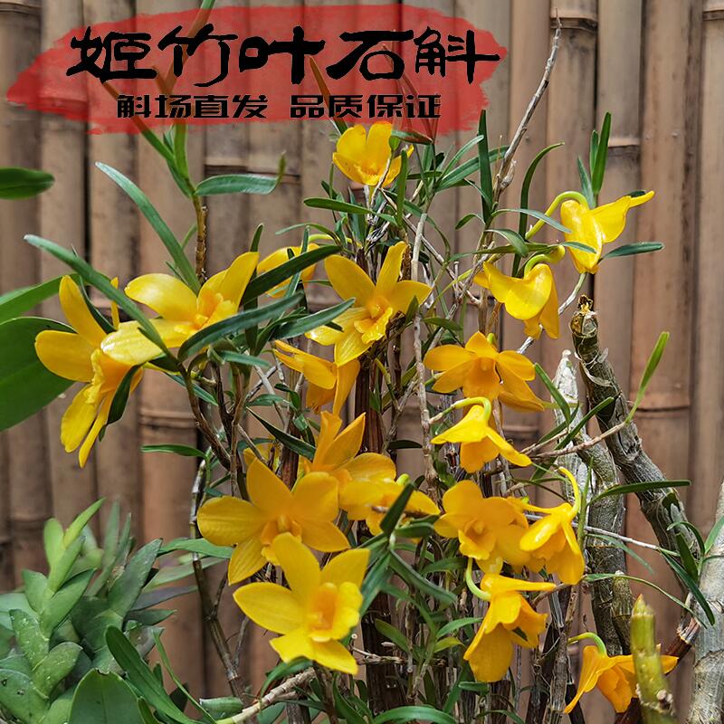 基地直发批发竹林石斛兰造景神器