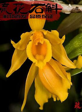 疏花石斛苗经典黄色花朵稀有品种限量上架落叶习性细长枝品种纯正