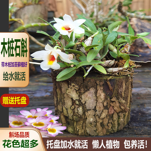 木桩石斛无土养喷水即活懒人绿植