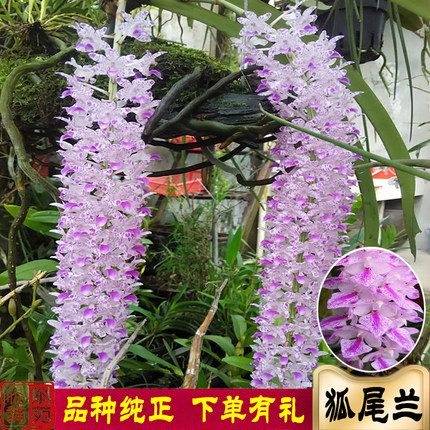 狐尾兰苗开花超美云南兰花庭院吊兰美化办公室内绿植造景临安斛苑