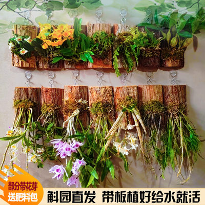 石斛兰盆栽食用石斛苗地板价格！