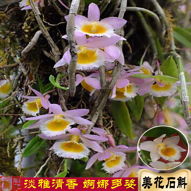 美花石斛 云南产区 易活开花漂亮 花香沁人心脾环草小黄草 易发芽