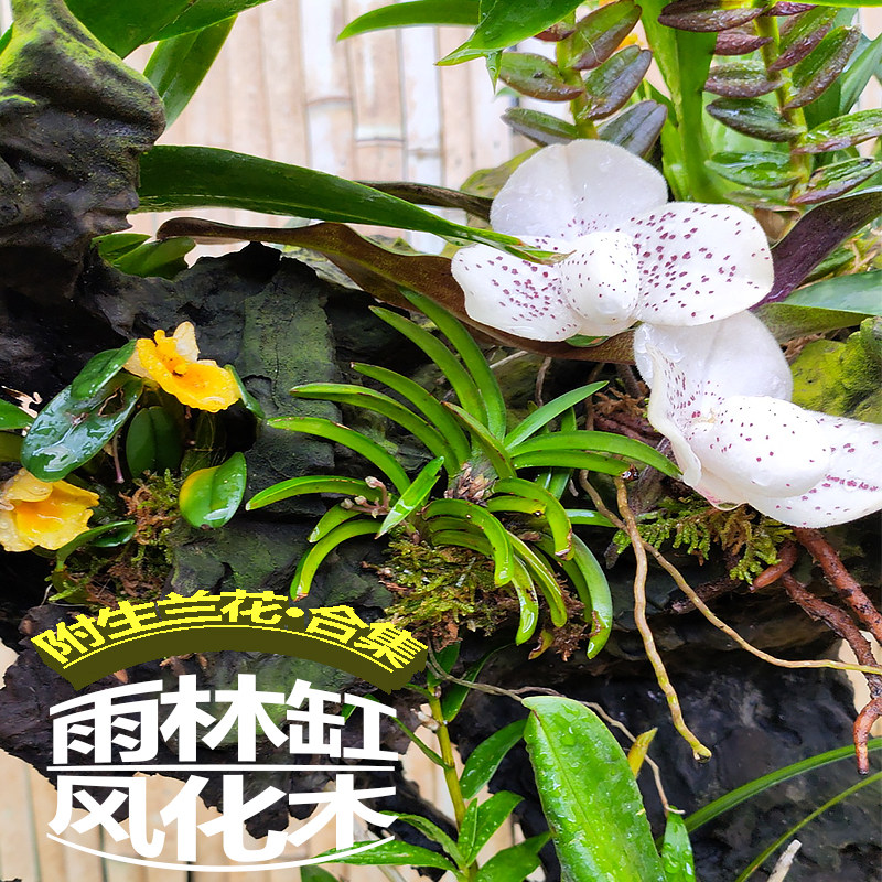 迷你附生植物雨林缸植物风化木附生植物兰科袖珍花卉石豆兰蜈蚣兰