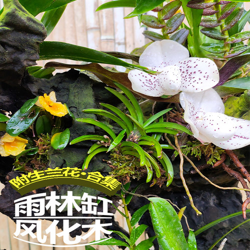 迷你附生植物兰花石豆风兰水陆缸