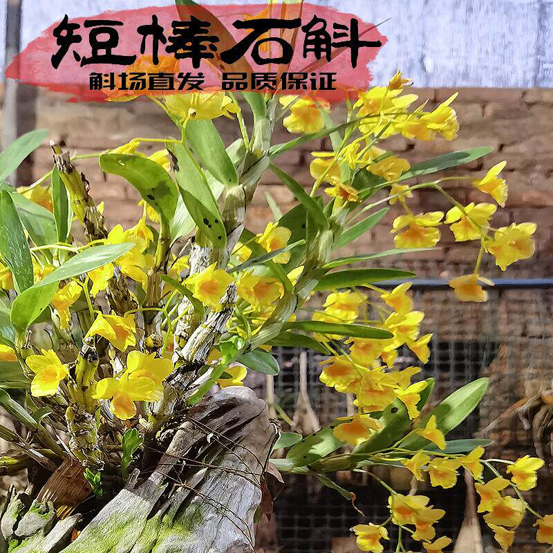 短棒石斛苗云南红河种源开花艳丽漂亮花卉盆栽板植易活植物易开花