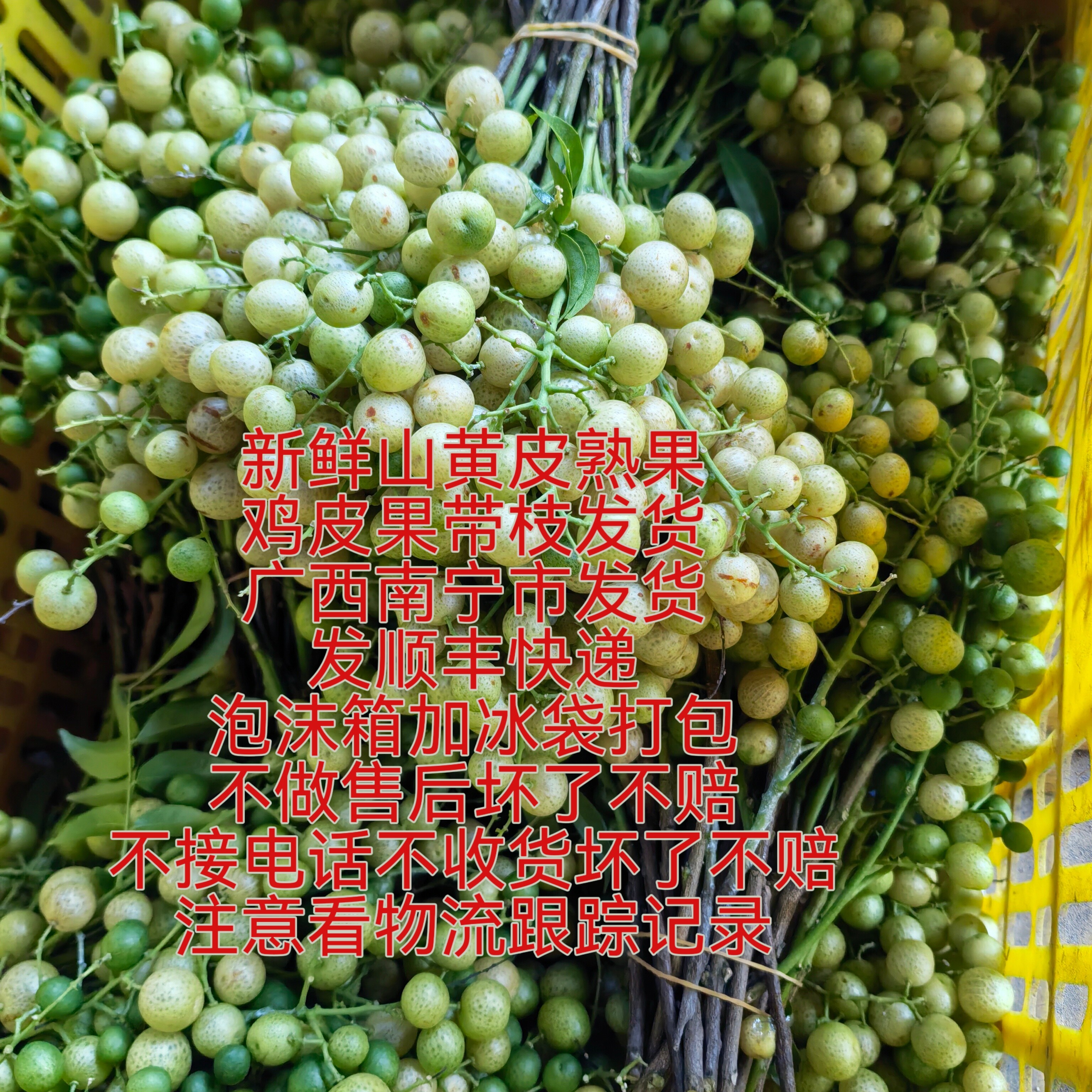 2026年广西崇左特产鸡皮果山黄皮熟果新鲜采摘带枝发货发顺丰快递