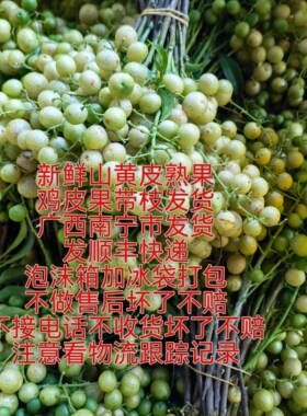 2026年广西崇左特产鸡皮果山黄皮熟果新鲜采摘带枝发货发顺丰快递