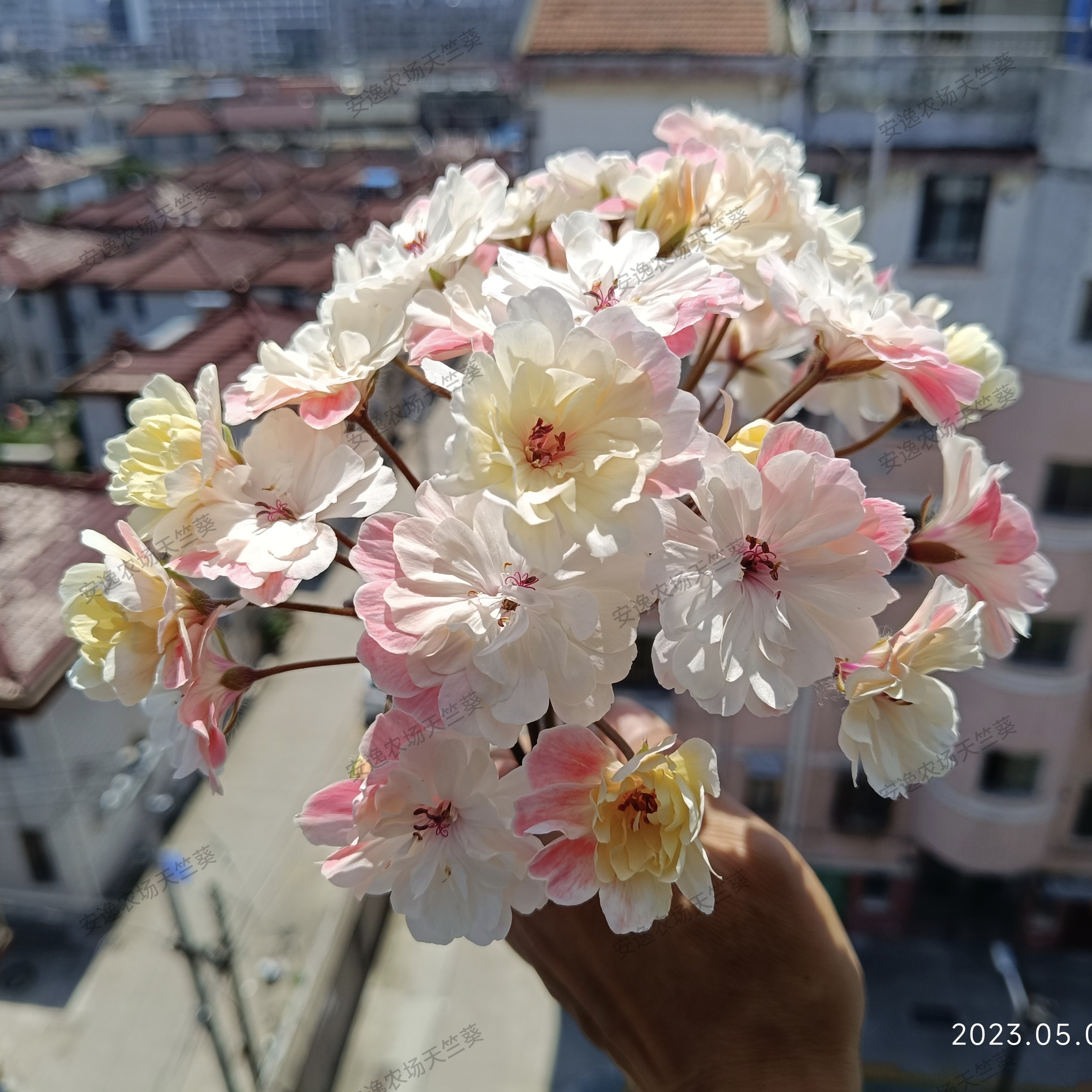 劳拉马乔里独角兽系天竺葵盆栽重瓣好养勤花开大花苗卉阳台新品竹