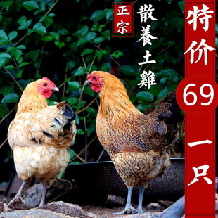 农家土鸡 一年多的老母鸡农家 新鲜 草鸡 柴鸡 走地鸡炖鸡汤红烧