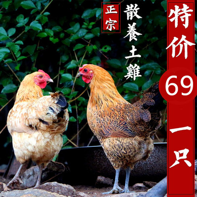 农家散养土鸡老母鸡山东草鸡真空