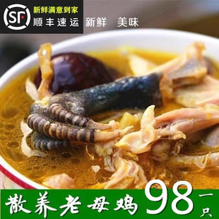 散养土鸡 正宗农家 2年老母鸡2.3斤左右 新鲜自养2年柴鸡草鸡笨鸡