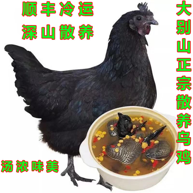安徽大别山乌鸡正宗土鸡 农家散整鸡/整鸡制品