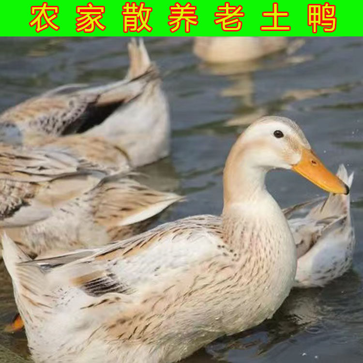 安徽大别山老麻鸭农家土鸭子散养鸭肉/鸭肉制品