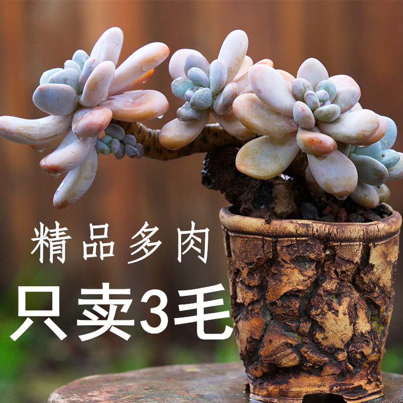 进口多肉植物 办公室桌面防辐射 多肉组合盆栽 萌肉肉花卉 满包邮