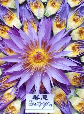 包邮馨意蓝莲花补水保湿500ml
