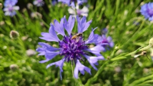 馨意矢车菊鲜花纯露 不提精油 220ml/500ml