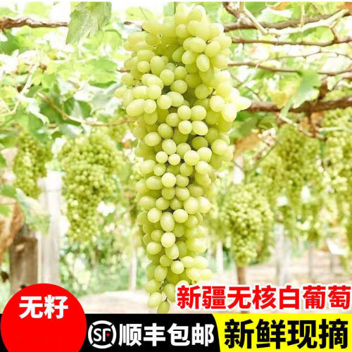 新疆无核白葡萄新鲜水果顺丰包邮吐鲁番马奶提子葡萄脆甜无籽青提