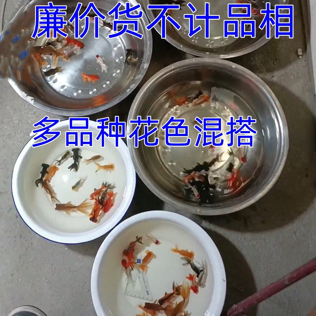 金鱼龙睛兰寿蝶尾珍珠皇冠泰狮头望天龙水泡眼元宝体绒球简单易养