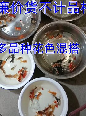 静心鱼乐金鱼淡水优惠