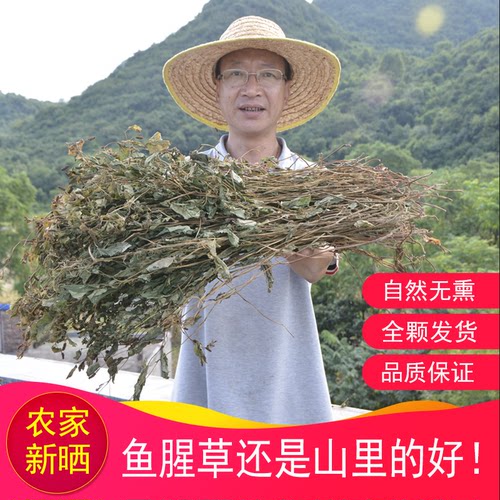 深山鱼腥草整棵晒干广东凉茶药材
