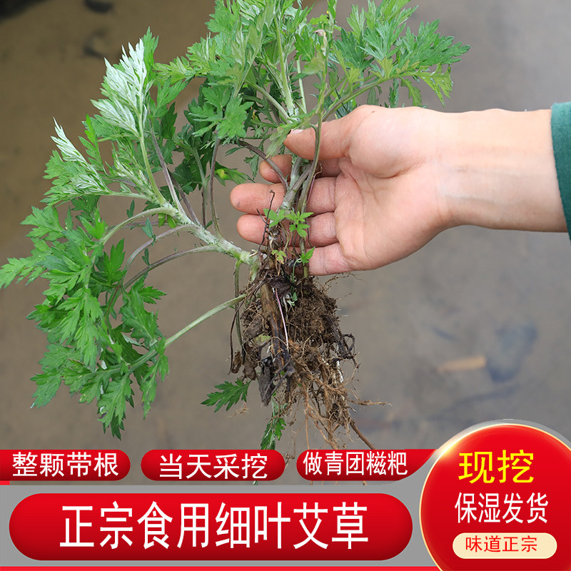 艾草细小叶农家新鲜现采青团艾叶图片