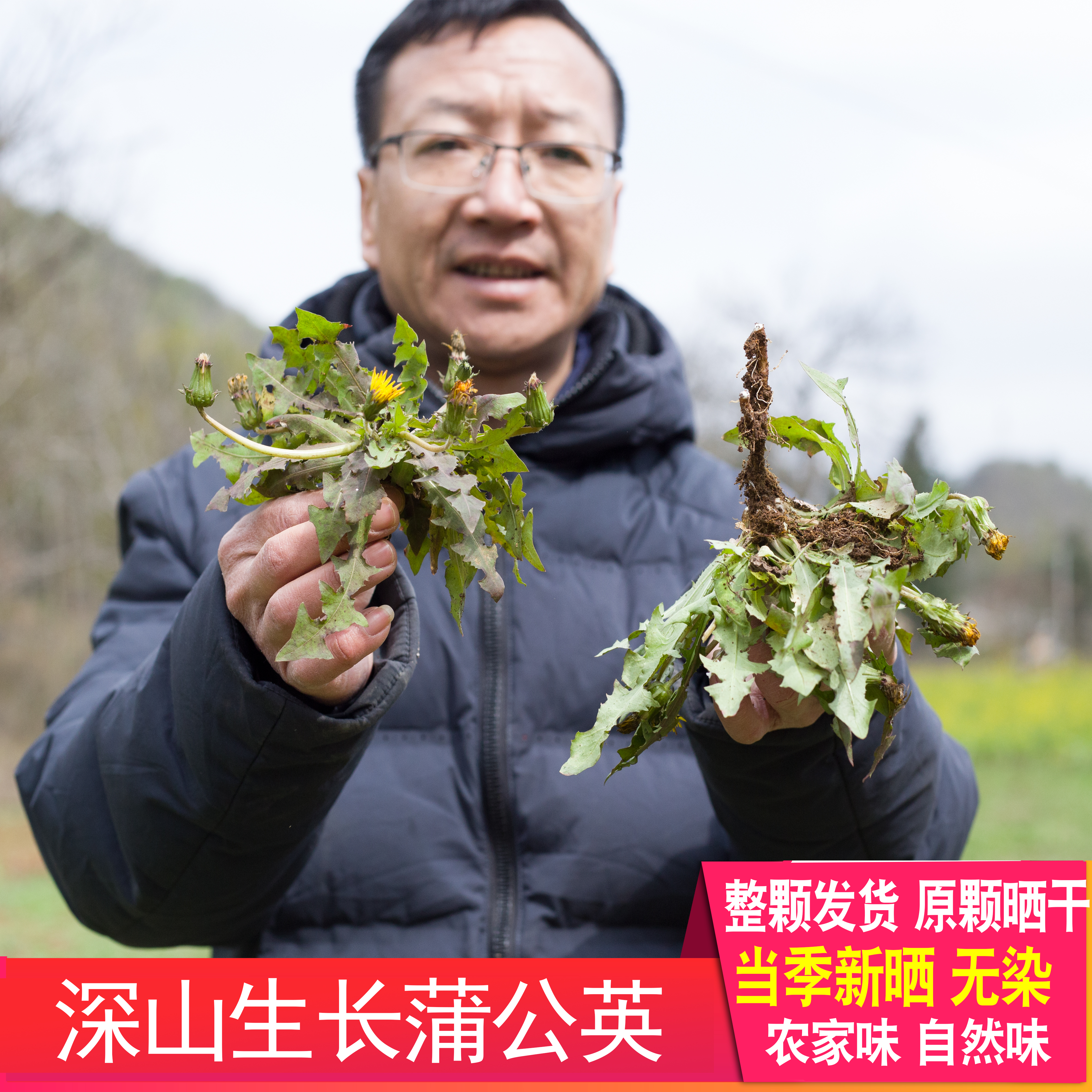 蒲公英深山正品药材干货农家自晒