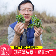 犁头草新鲜药材紫花地丁500g深山特产农家现采整棵带根叶散装正宗