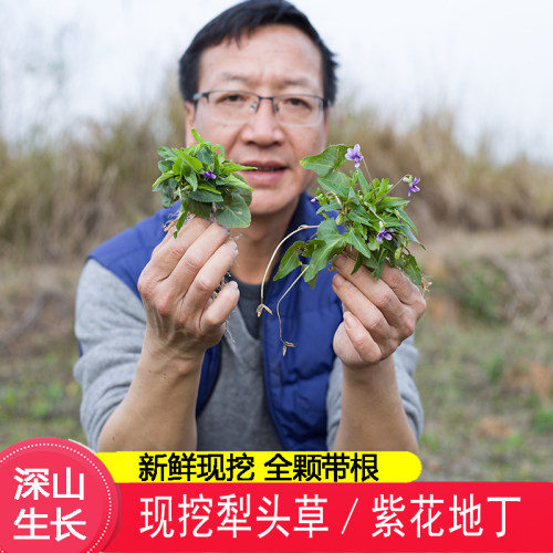 犁头草新鲜药材紫花地丁农家散装
