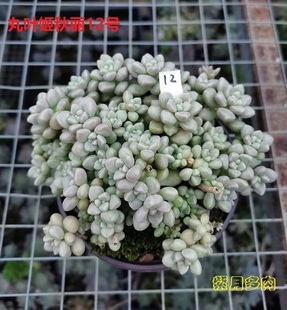 【丸叶姬秋丽】好养活的多肉植物 满18元包邮 紫月多肉花园