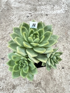 多肉植物 玉杯东云杂交新品种 好养活的品种 紫月多肉花园