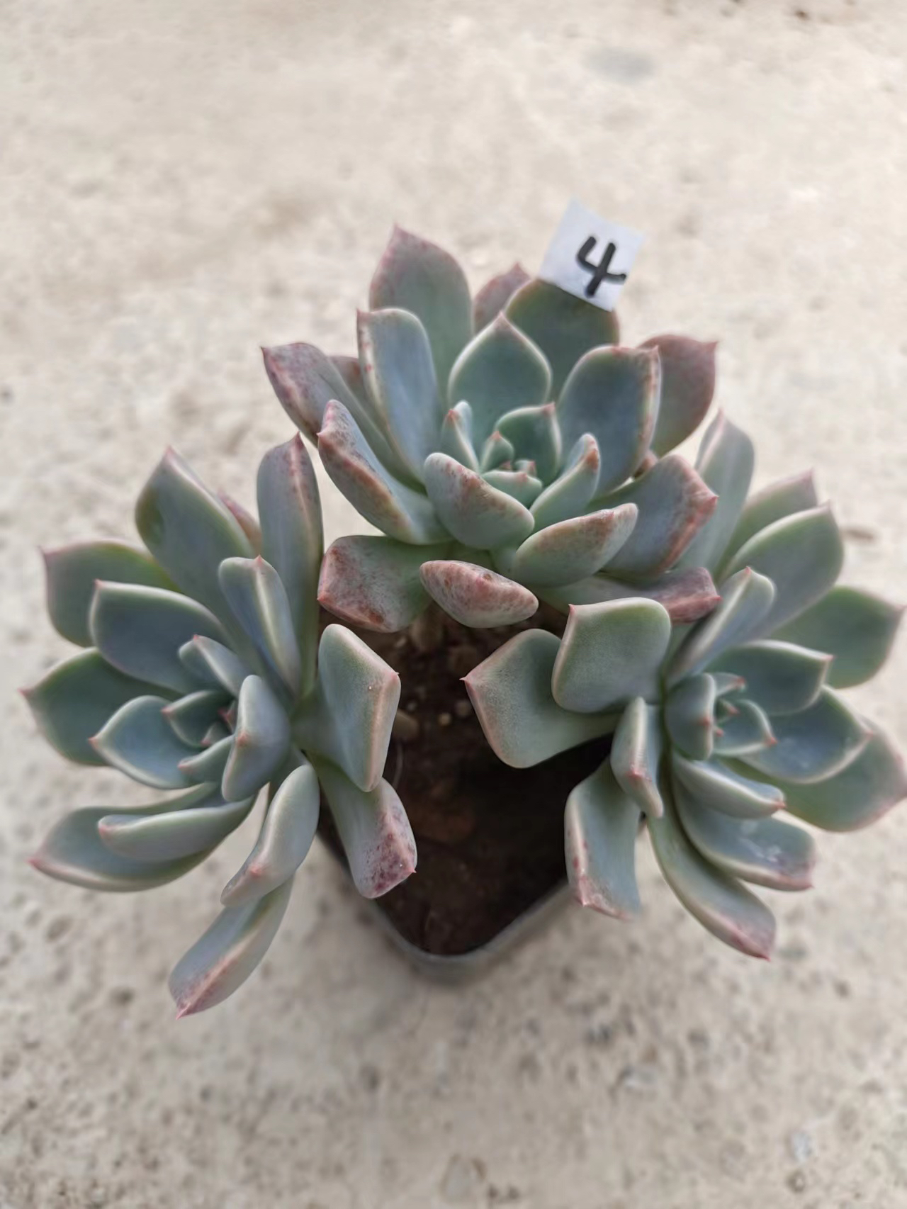 【红粉佳人】露养的多肉 好养活的品种 满18元包邮 紫月多肉花园