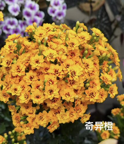 【长寿花】奇异橙布莱克 重瓣单瓣长寿花 枝条顶芽 满18包邮