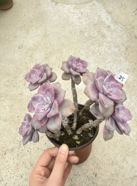 紫悦老桩一物一拍多肉