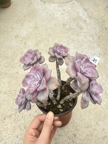 紫悦老桩一物一拍多肉
