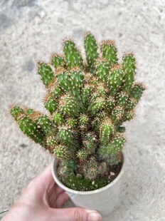 【仙人山】 山影拳 仙人指 好养活的多肉 满18元包邮紫月多肉花园