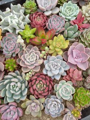 紫月多肉小苗养活品种26元包邮