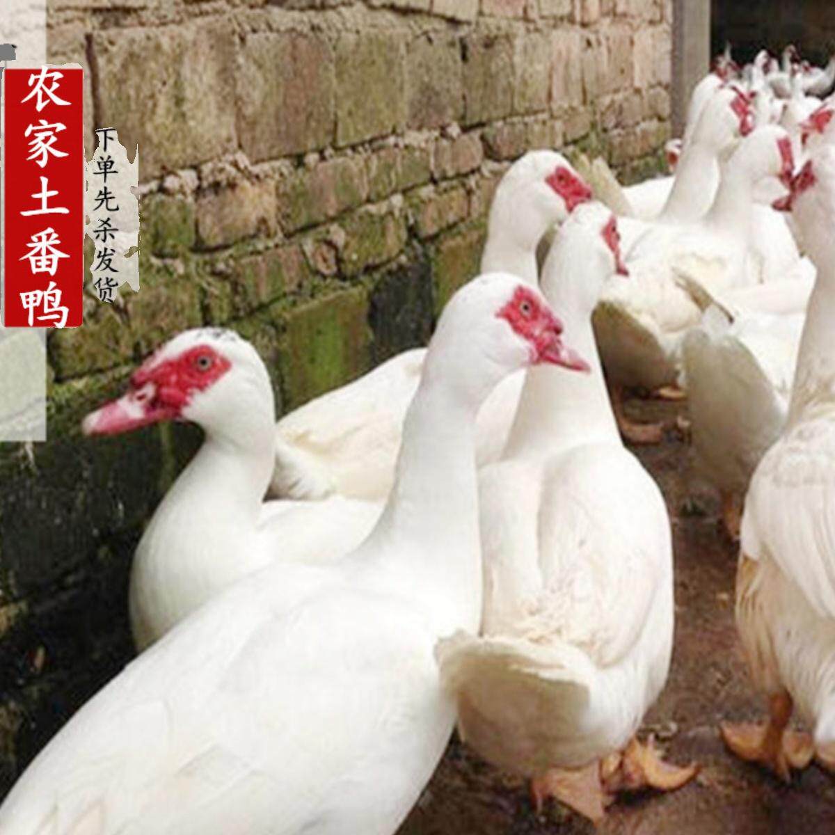 农家散养正宗土番鸭 新鲜土鸭子 老番鸭红嘴鸭子 公母番鸭 红脸鸭