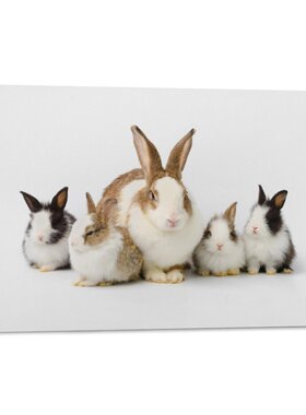 兔子Rabbit写真宿舍卧室民宿客厅房间背景墙帆布无框画装饰挂画